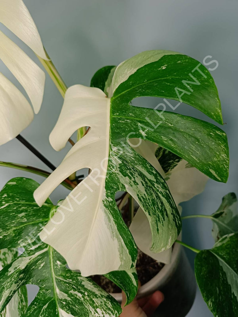 Monstera variegata albo