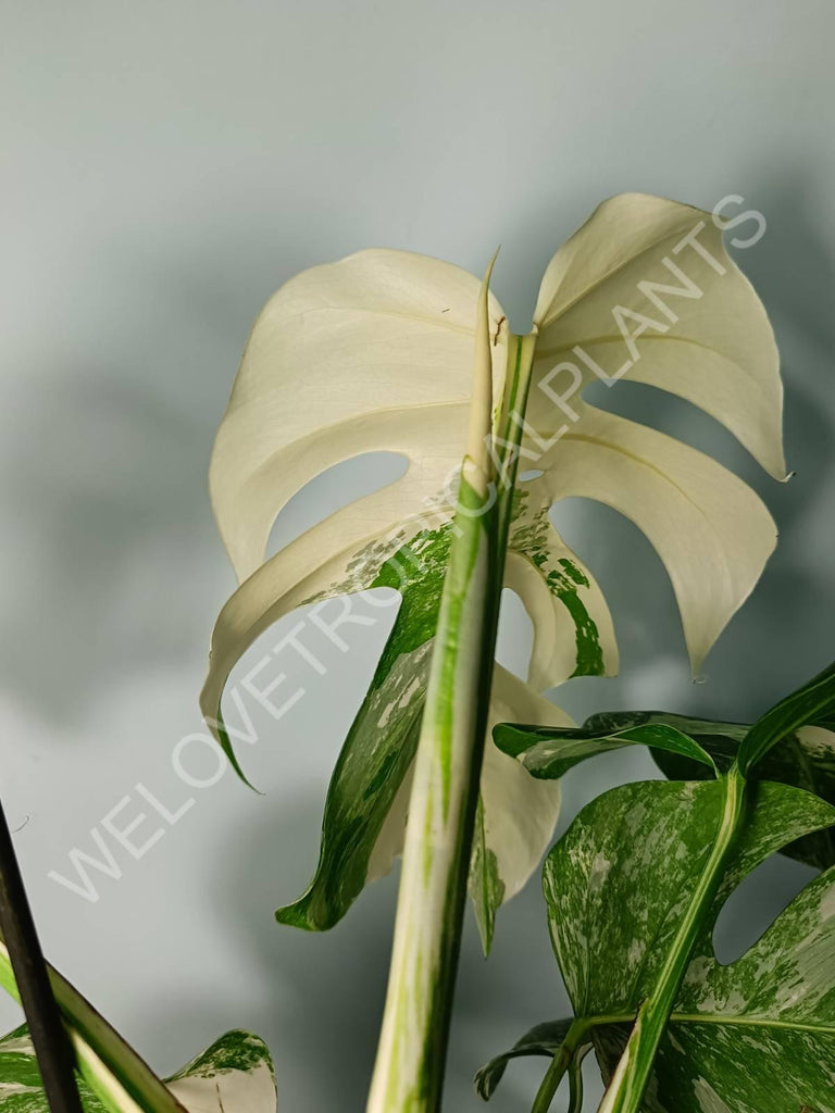 Monstera variegata albo