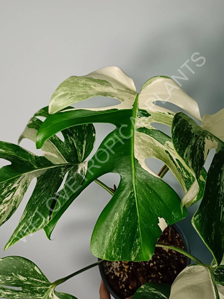 Monstera variegata albo