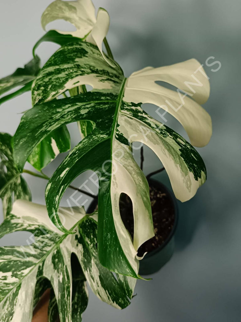 Monstera variegata albo