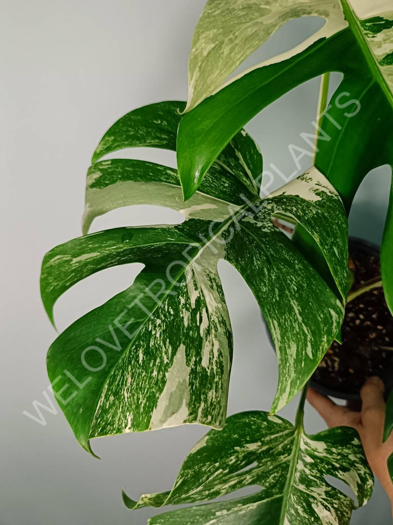 Monstera variegata albo