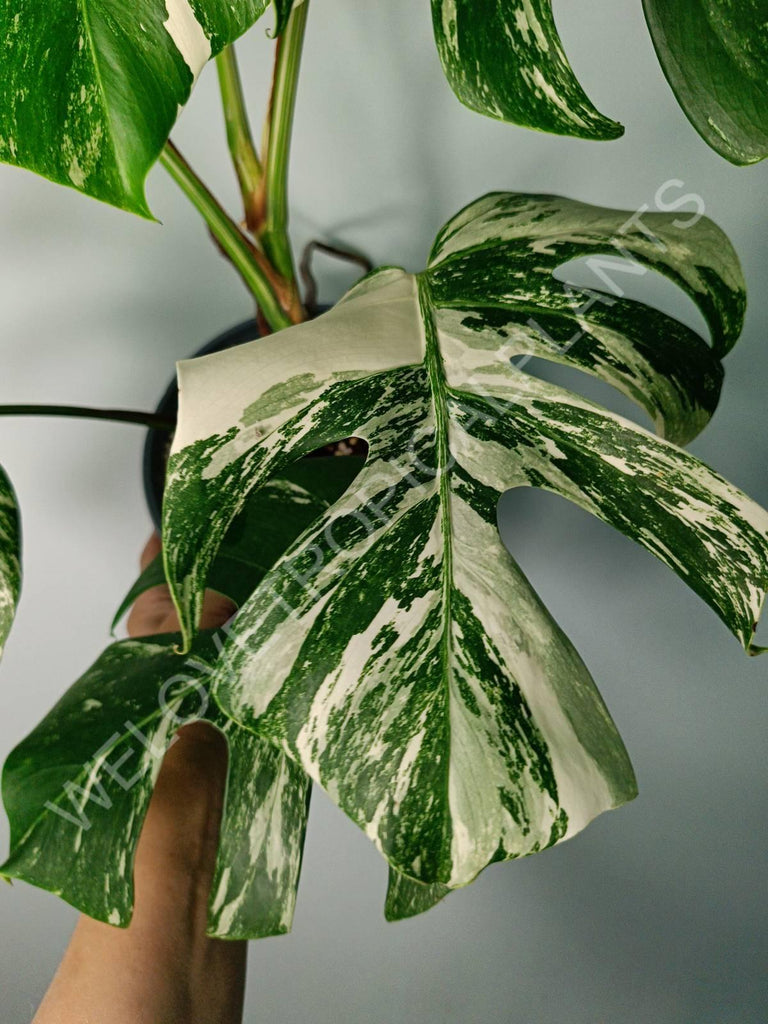 Monstera variegata albo