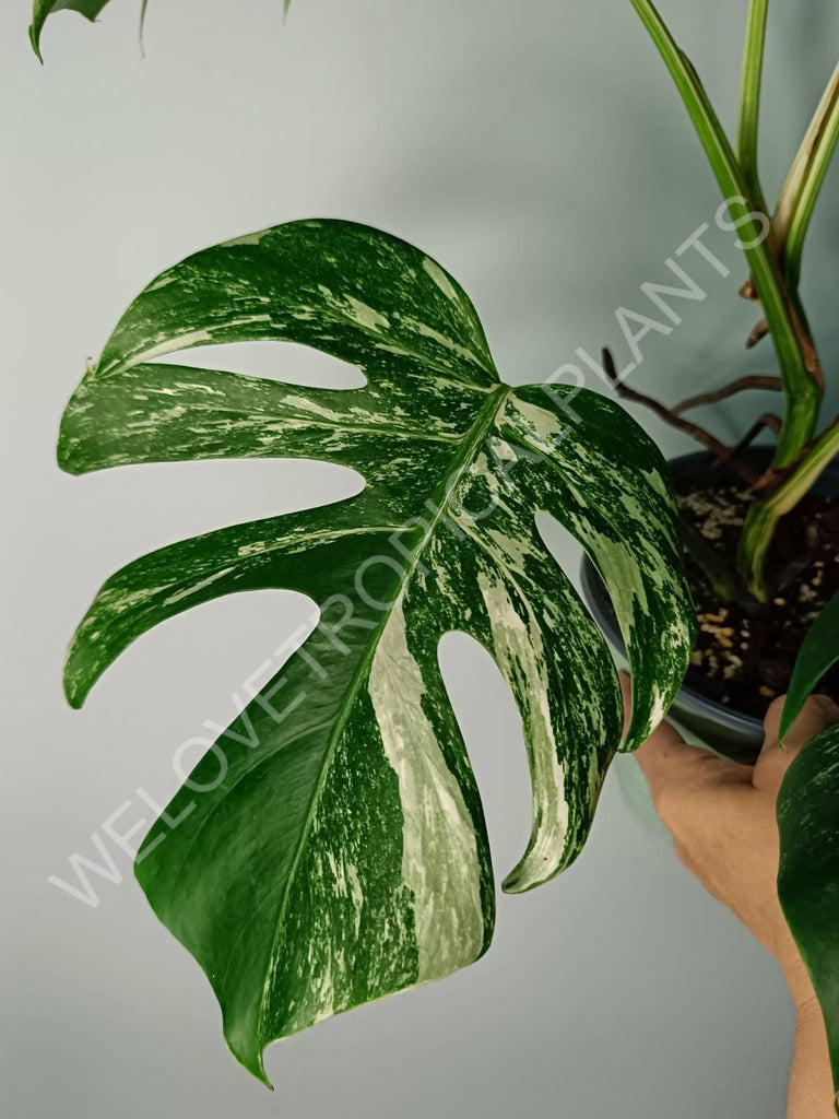 Monstera variegata albo