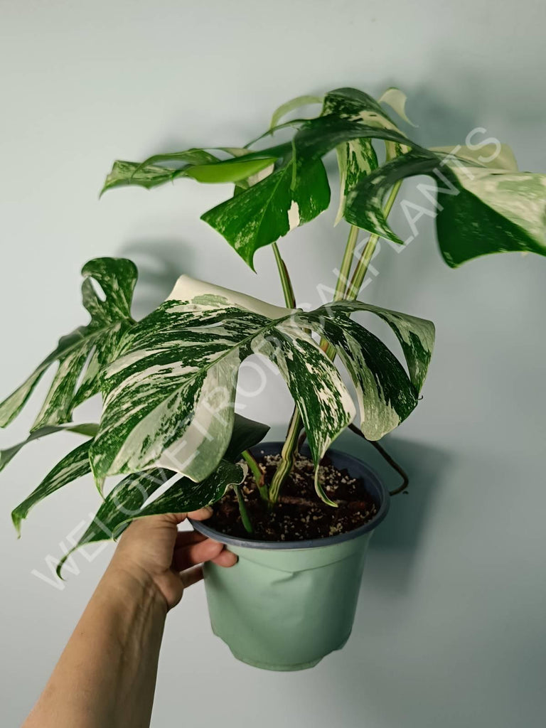 Monstera variegata albo