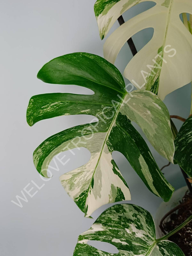 Monstera variegata albo