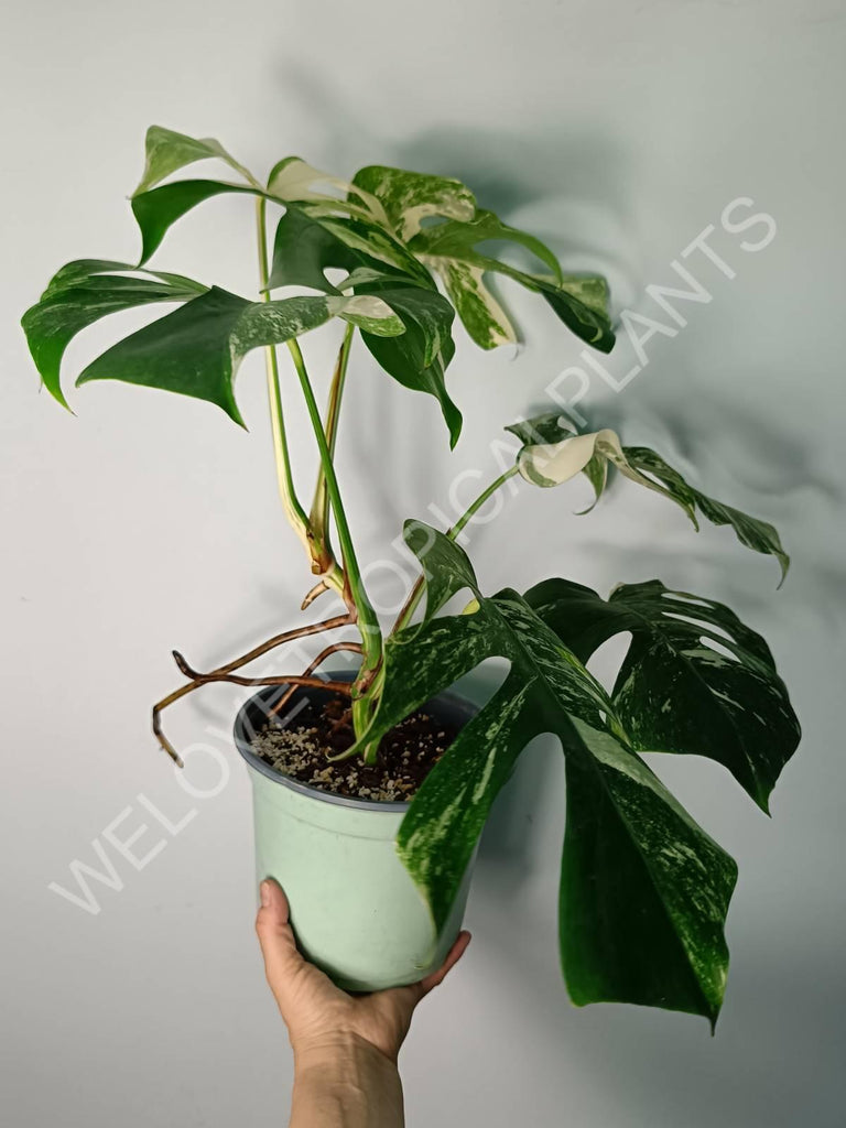 Monstera variegata albo