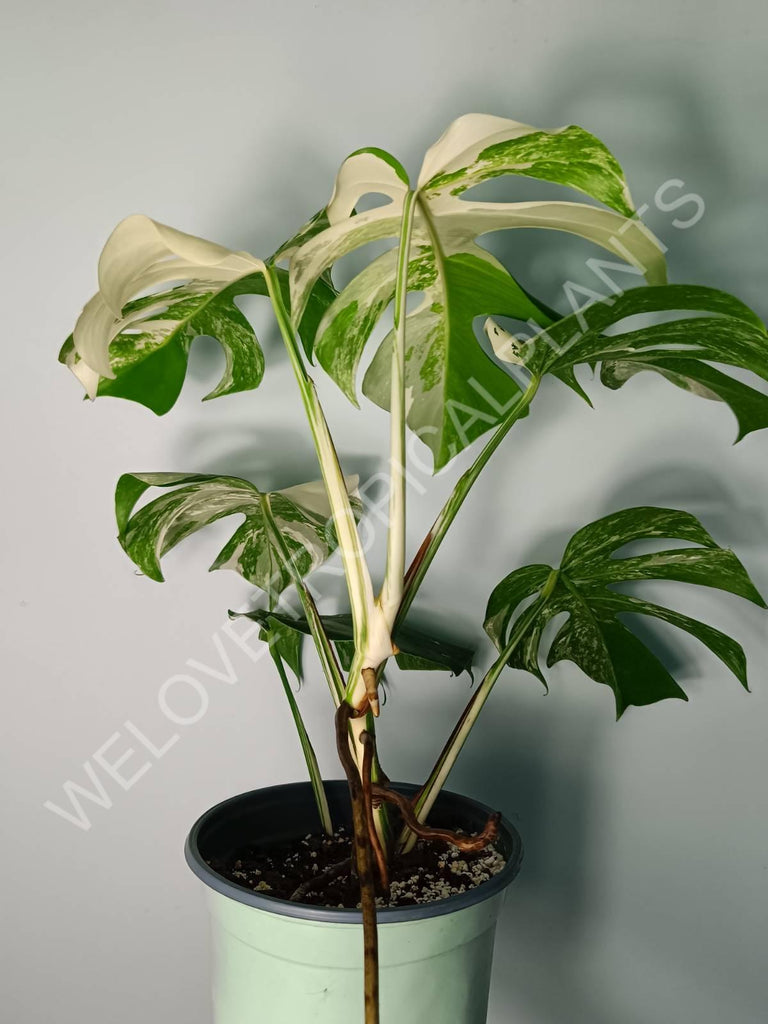 Monstera variegata albo