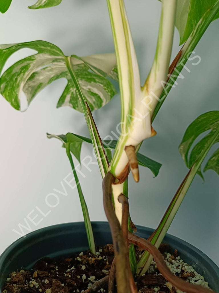 Monstera variegata albo