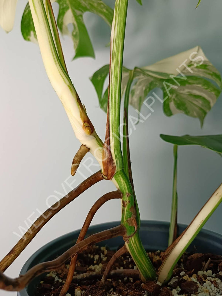 Monstera variegata albo