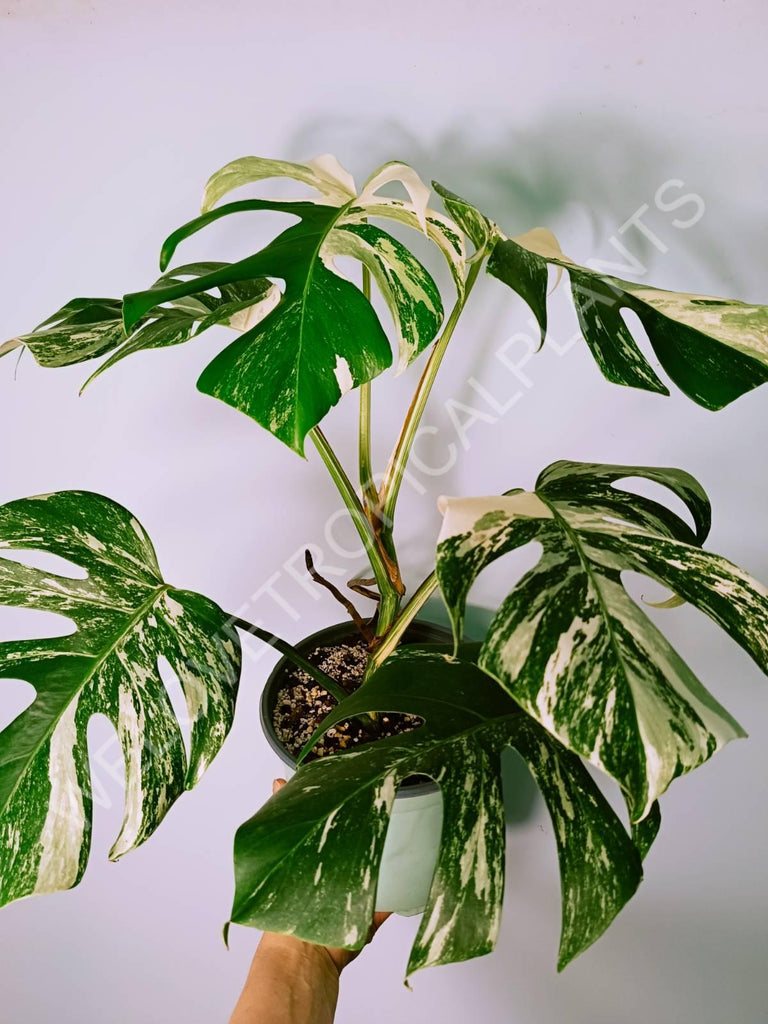 Monstera variegata albo