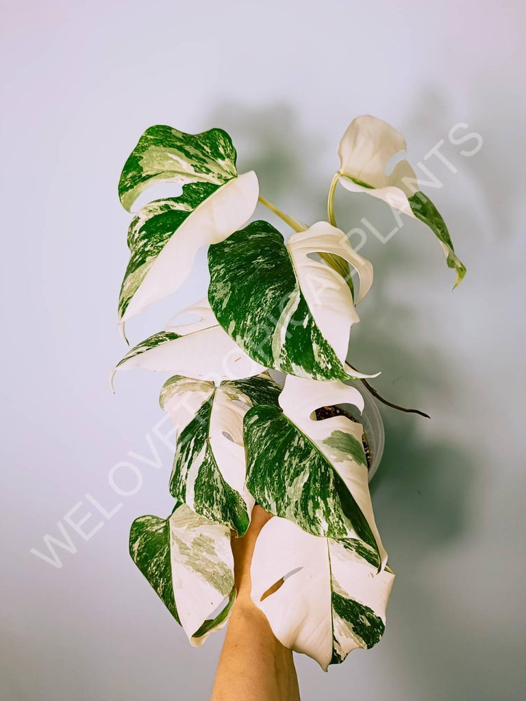 Monstera variegata albo