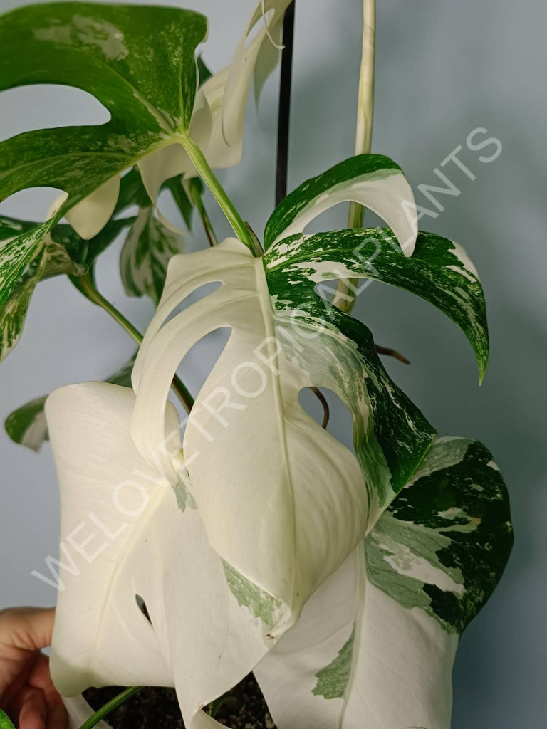 Monstera variegata albo