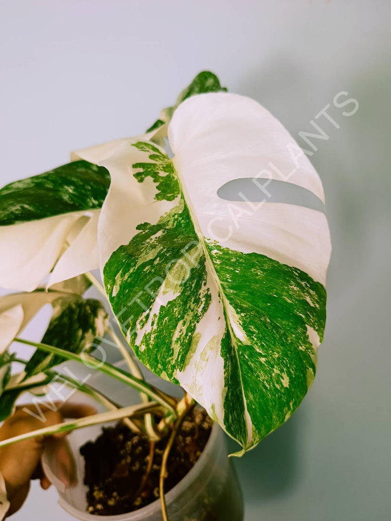 Monstera variegata albo