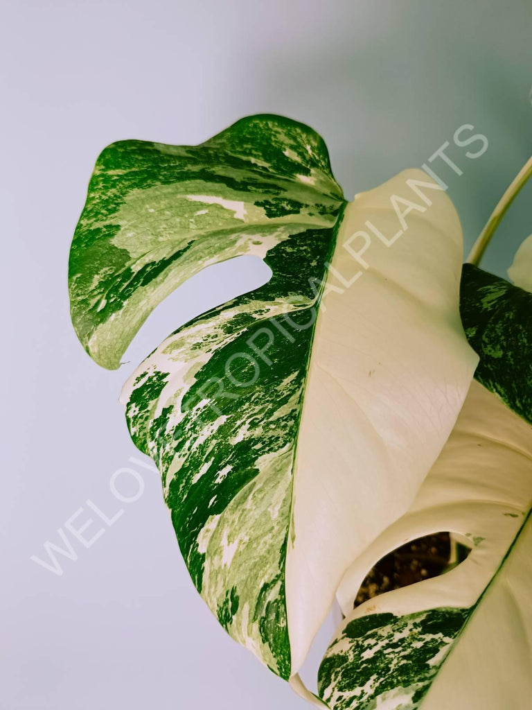 Monstera variegata albo