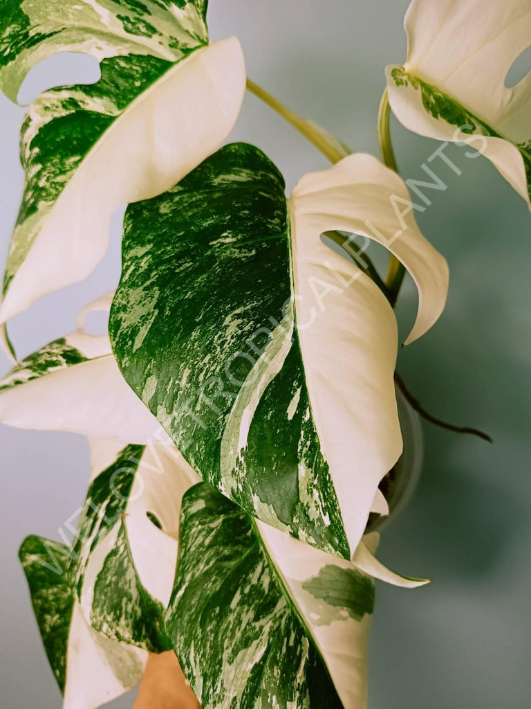 Monstera variegata albo