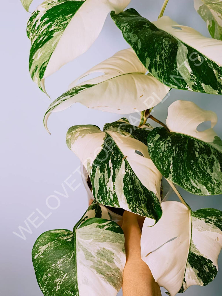 Monstera variegata albo