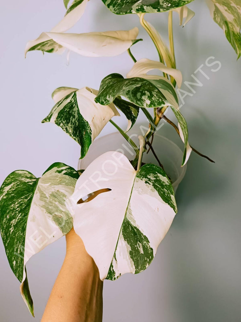 Monstera variegata albo