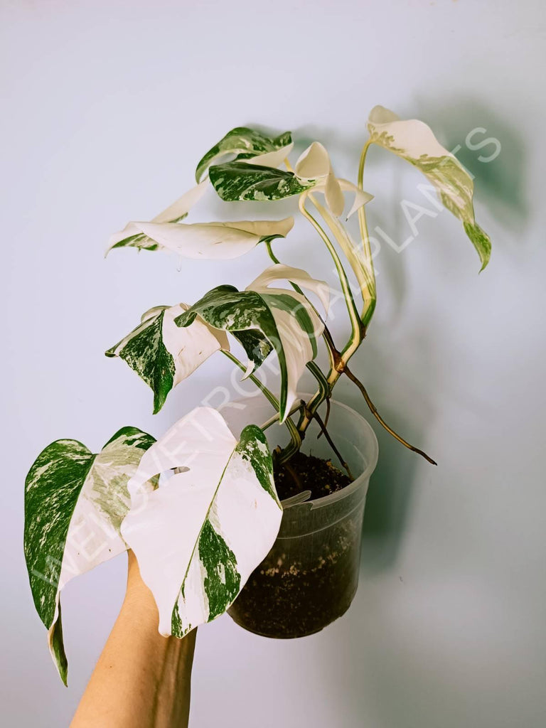 Monstera variegata albo