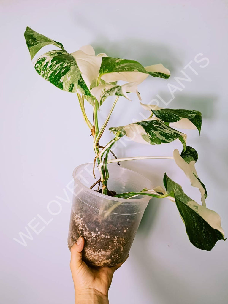 Monstera variegata albo