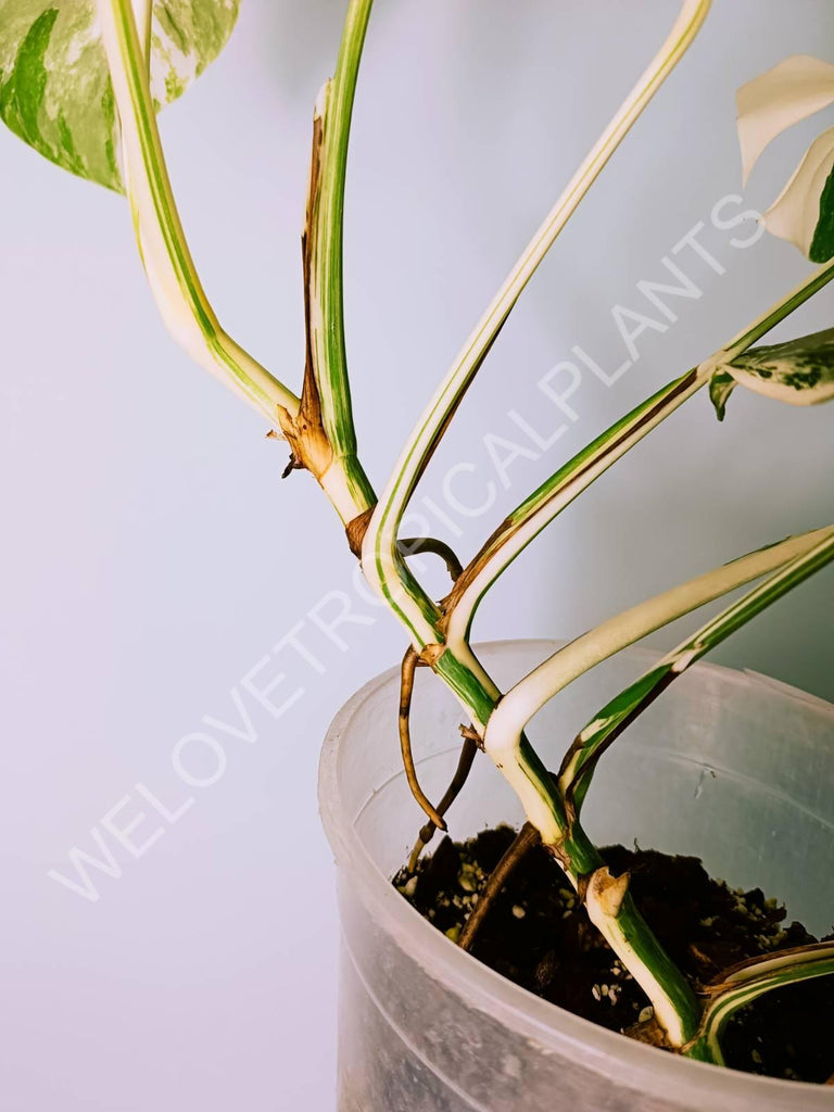 Monstera variegata albo