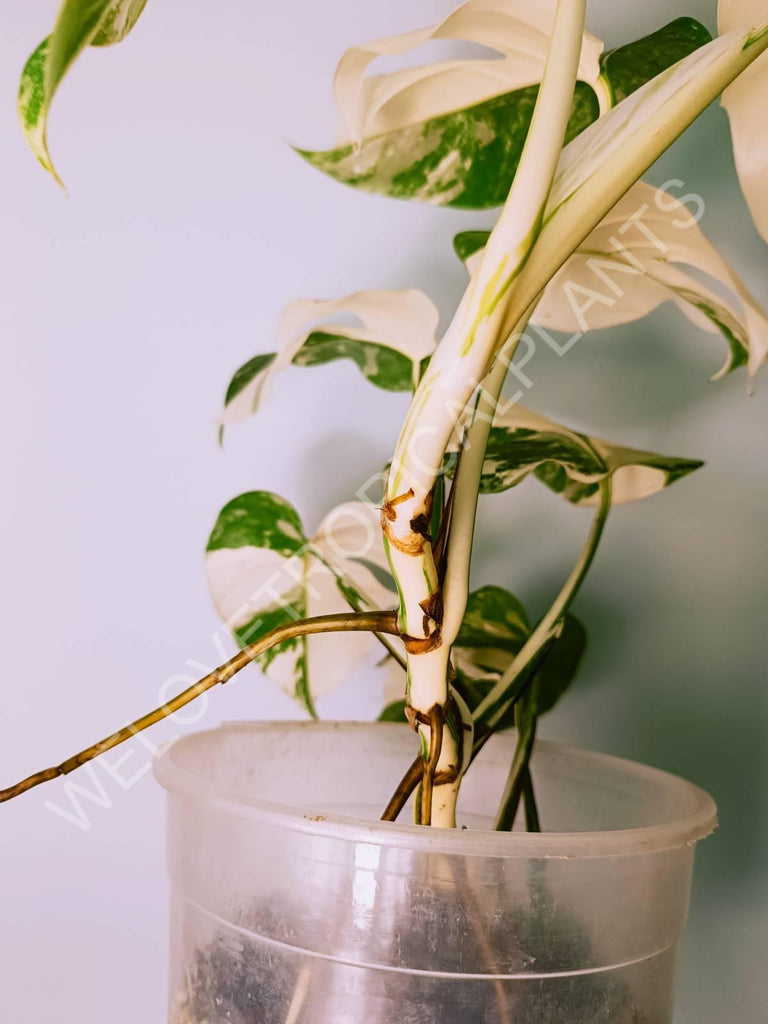 Monstera variegata albo