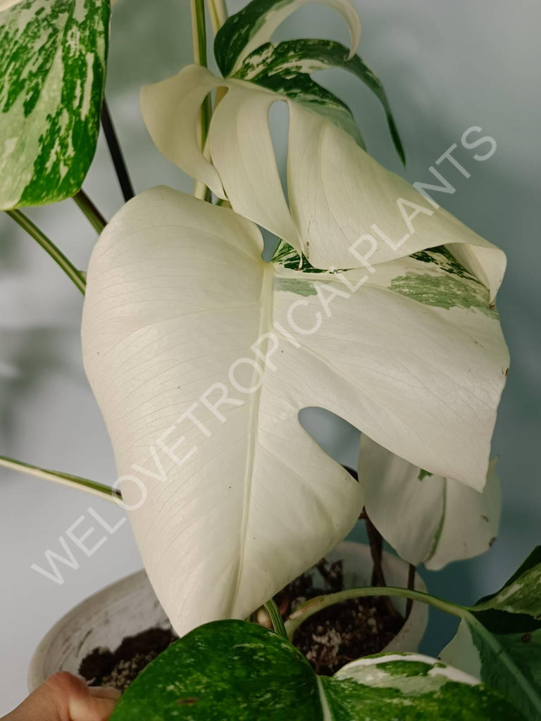 Monstera variegata albo