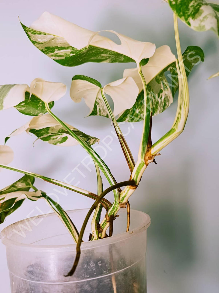 Monstera variegata albo