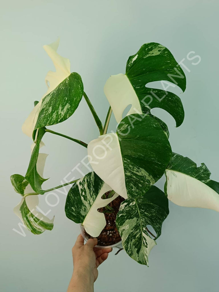 Monstera variegata albo HALFMOON