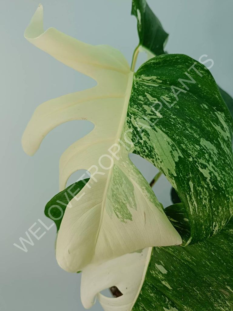 Monstera variegata albo HALFMOON