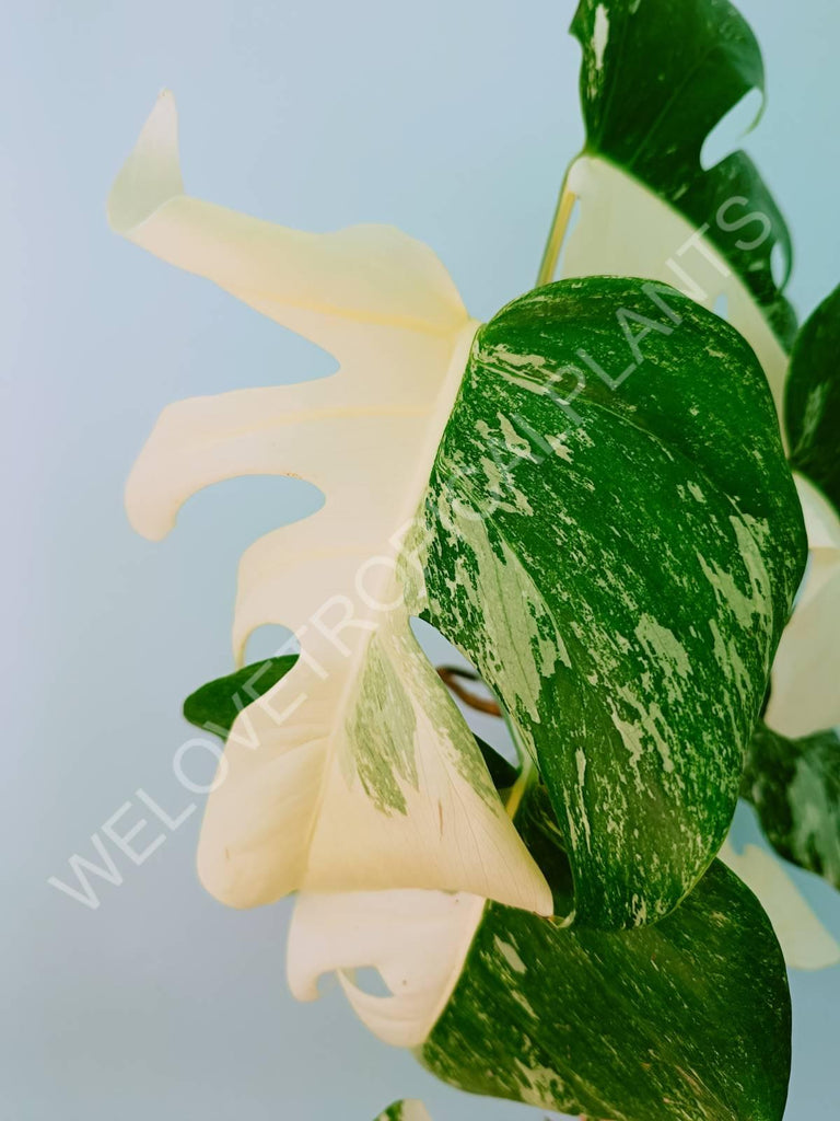 Monstera variegata albo HALFMOON