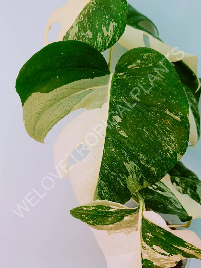 Monstera variegata albo HALFMOON