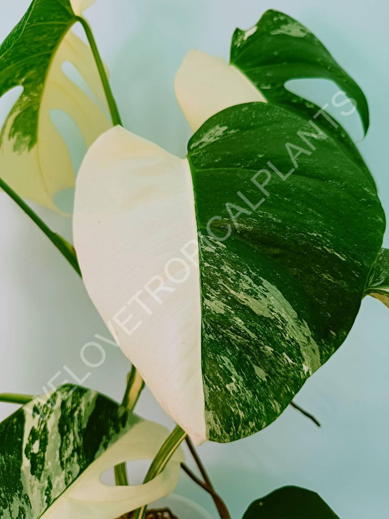 Monstera variegata albo HALFMOON