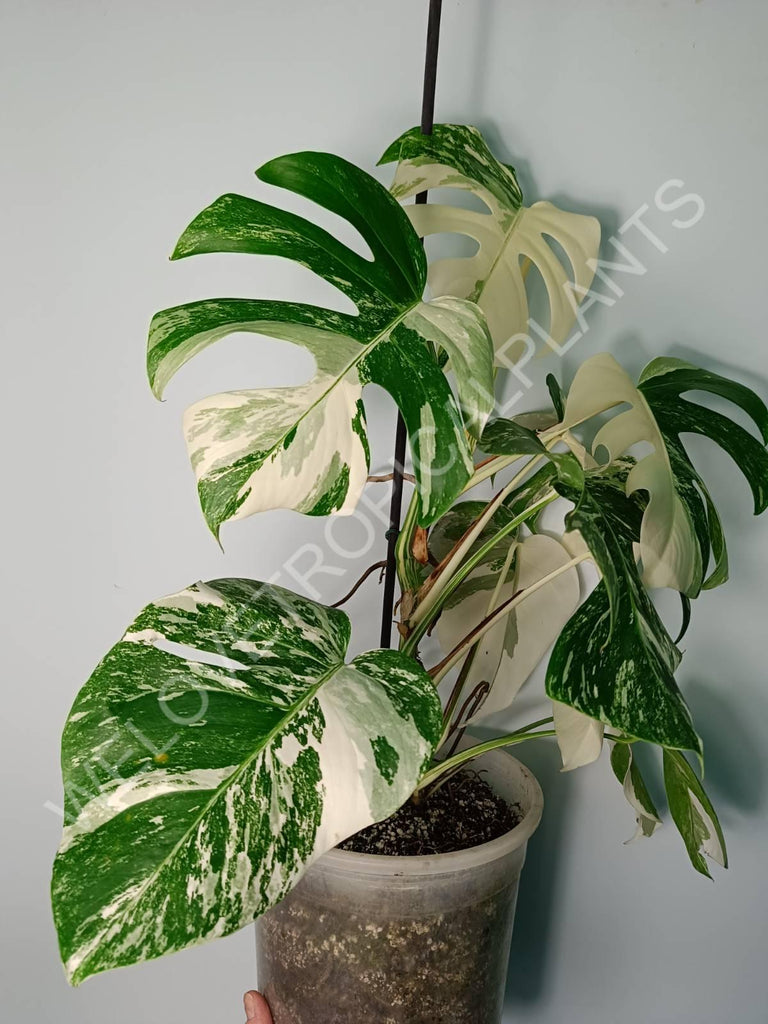 Monstera variegata albo