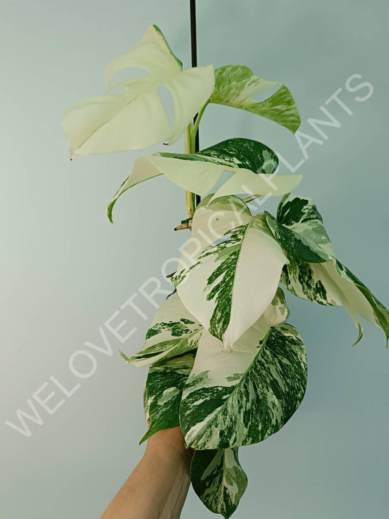 Monstera variegata albo extra white