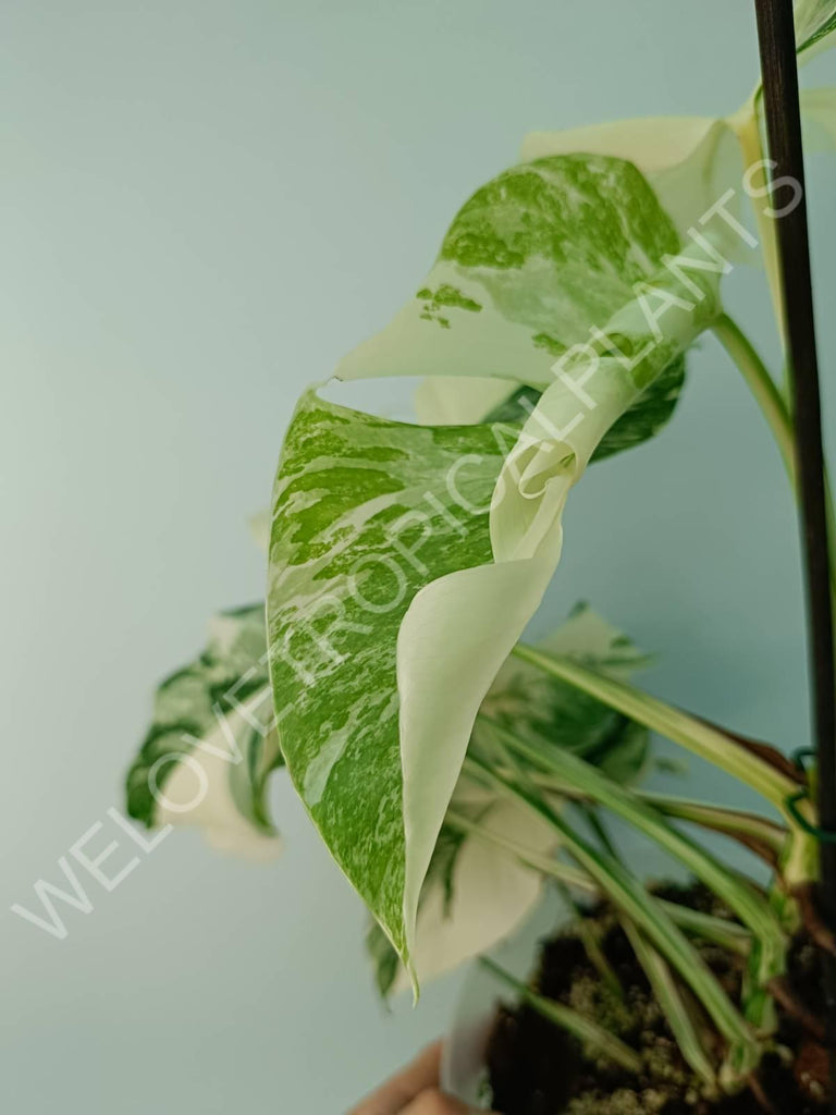 Monstera variegata albo extra white