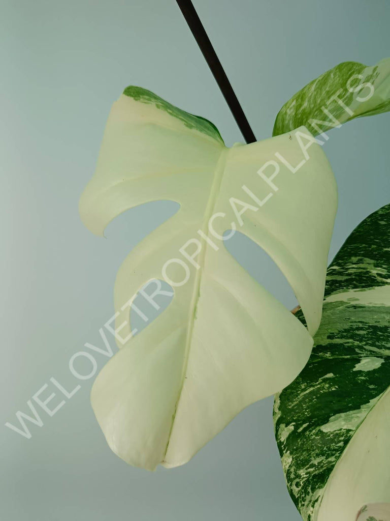 Monstera variegata albo extra white