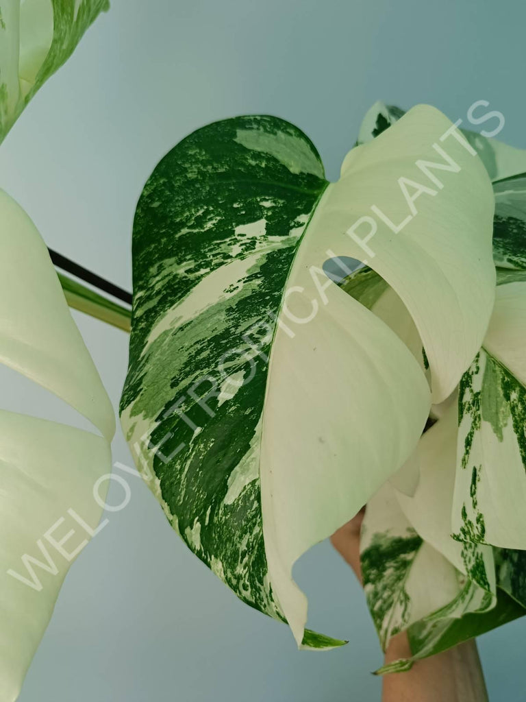 Monstera variegata albo extra white