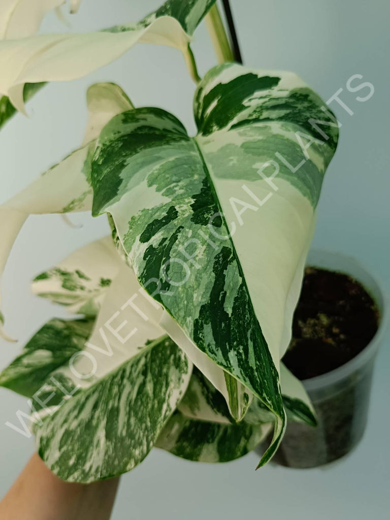 Monstera variegata albo extra white