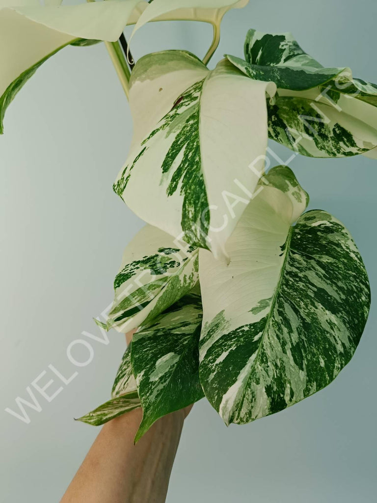 Monstera variegata albo extra white