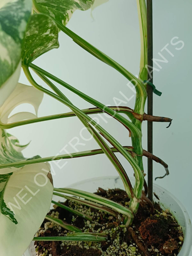 Monstera variegata albo extra white