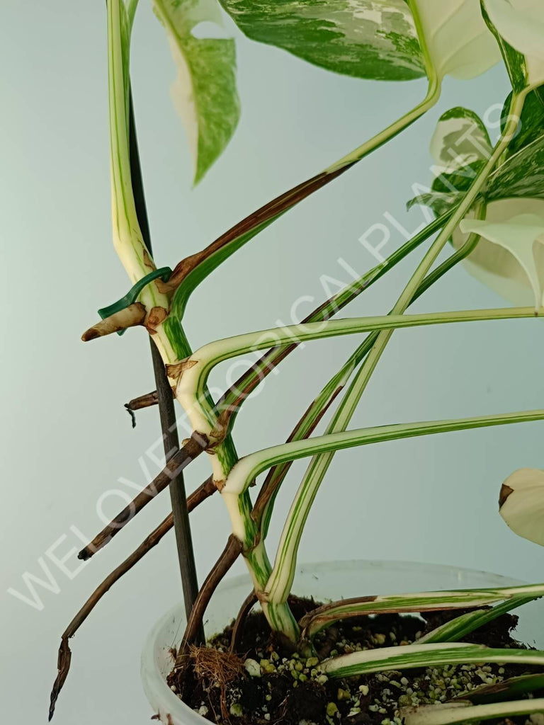 Monstera variegata albo extra white