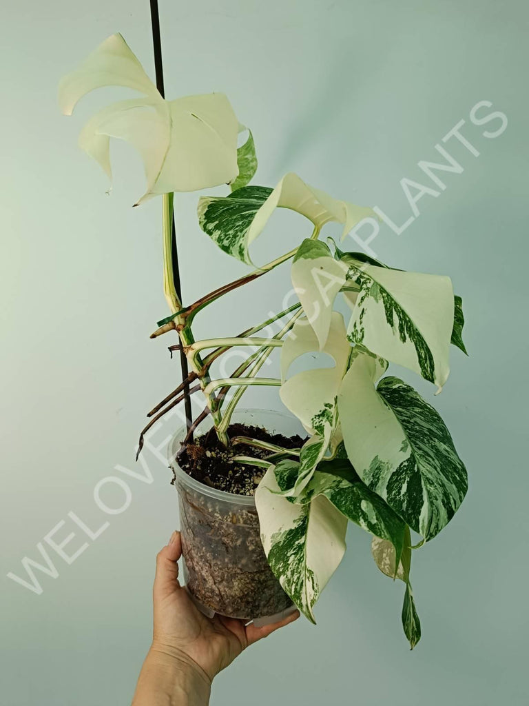 Monstera variegata albo extra white