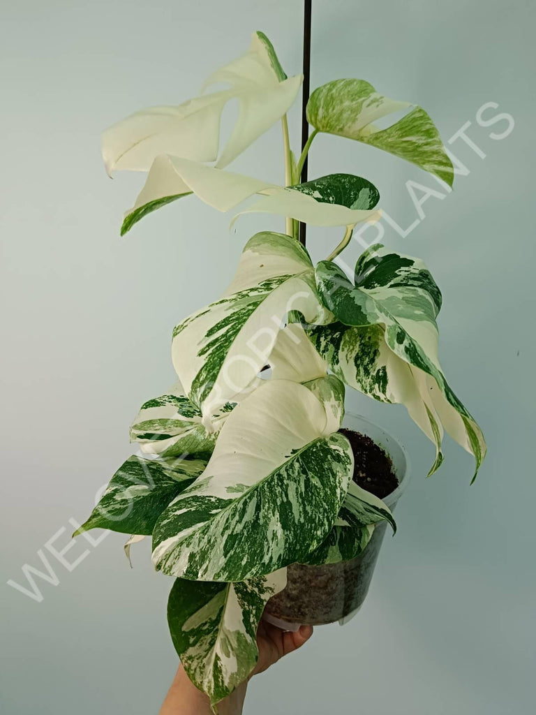 Monstera variegata albo extra white