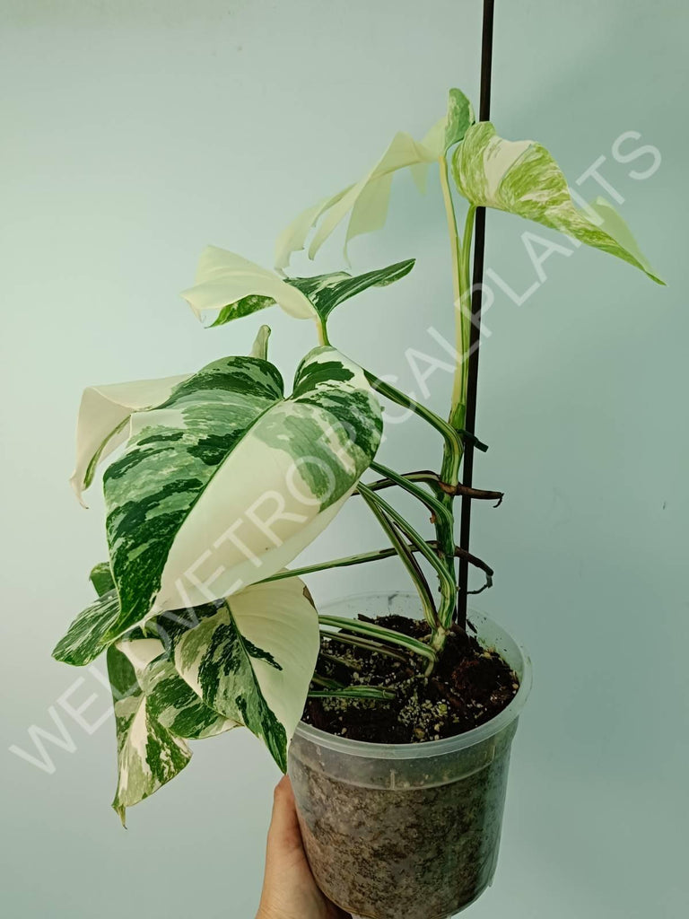 Monstera variegata albo extra white