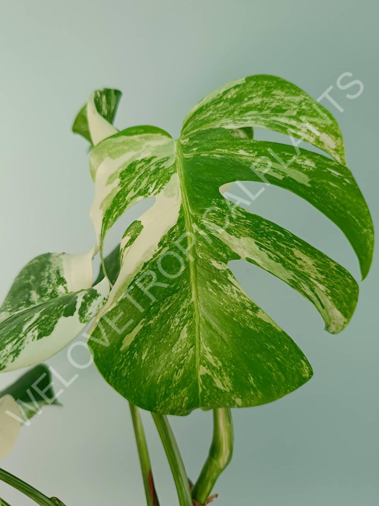 Monstera variegata albo 