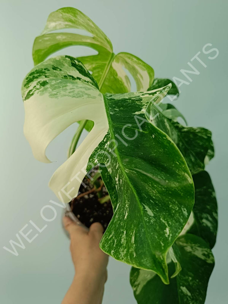 Monstera variegata albo 