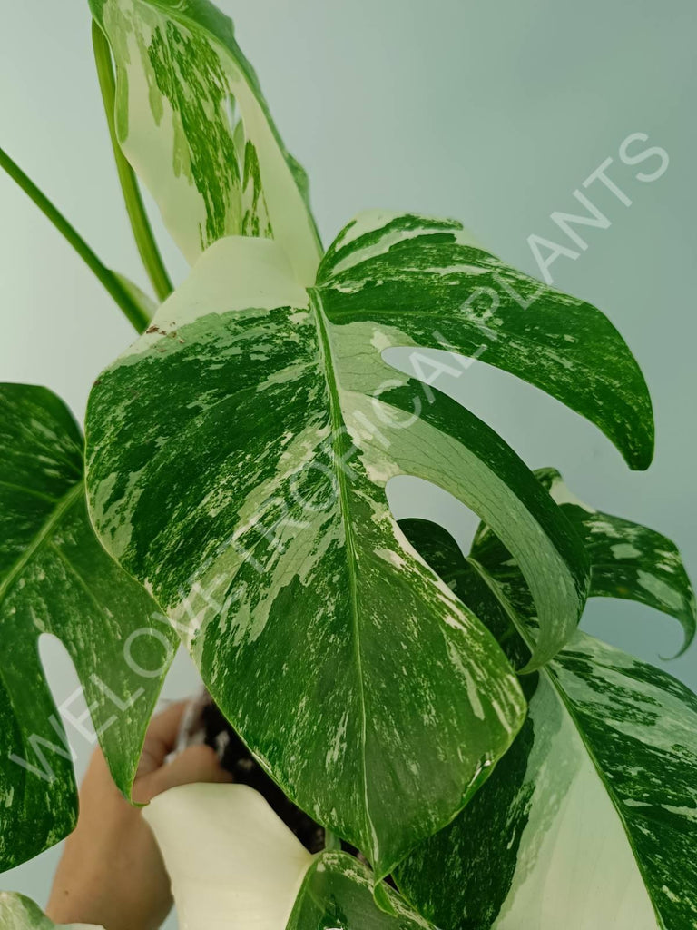 Monstera variegata albo 