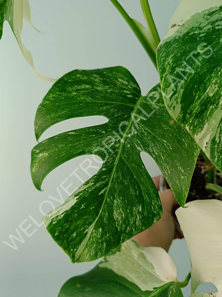 Monstera variegata albo 