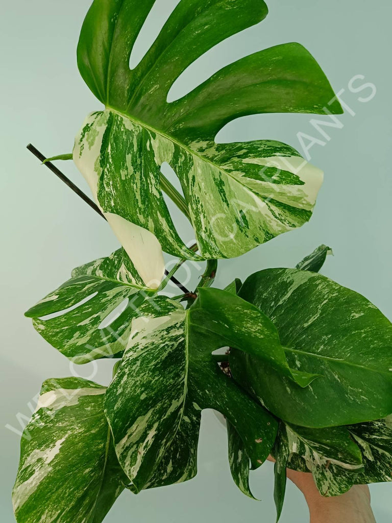 Monstera variegata albo