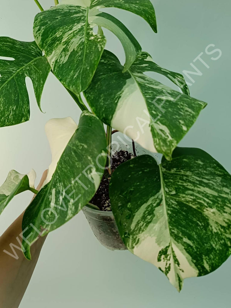 Monstera variegata albo 